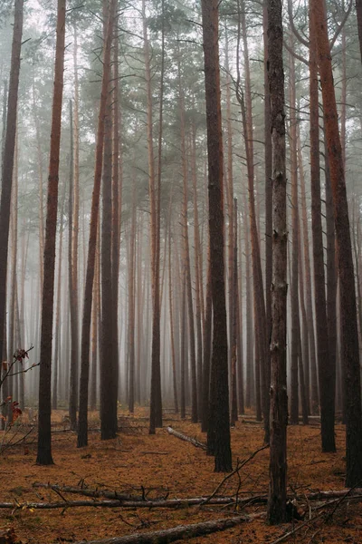 Pine Mglisty Las Poranek Naturze Deszczowy Mokry Dzień Jesień — Zdjęcie stockowe