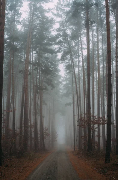 Pine Foggy Forest Morning Nature Rainy Wet Cloudy Day Autumn — Stock Photo, Image