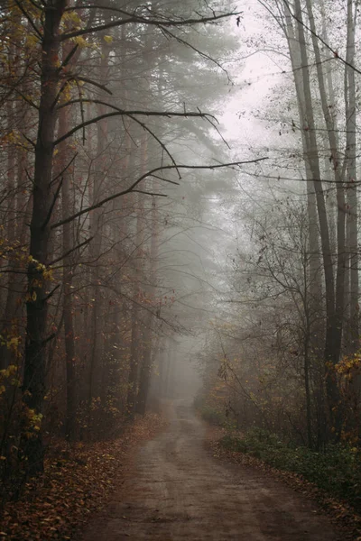 Pine Mglisty Las Poranek Naturze Deszczowy Mokry Dzień Jesienią Droga — Zdjęcie stockowe