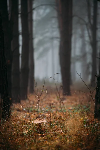 Grzyby Jesiennym Mglistym Lesie — Zdjęcie stockowe