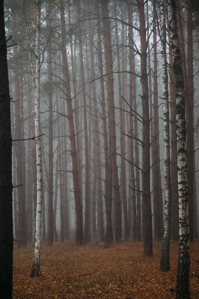 Pine Mglisty Las Poranek Naturze Deszczowy Mokry Dzień Jesień — Zdjęcie stockowe