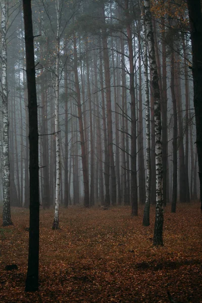 Pine foggy forest. Morning in nature. Rainy wet cloudy day. Autumn.