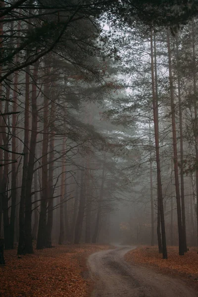 Pine Mglisty Las Poranek Naturze Deszczowy Mokry Dzień Jesień — Zdjęcie stockowe