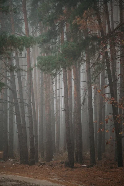 Forêt Brumeuse Pins Matin Dans Nature Jour Nuageux Avec Pluie — Photo