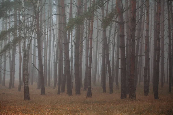 Floresta nebulosa de pinheiro. Manhã na natureza. Chuvoso dia nublado molhado. Outono .. — Fotografia de Stock