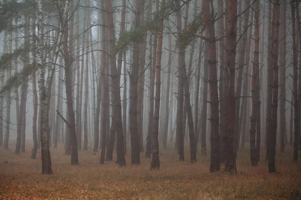 Bosque de niebla de pino. Mañana en la naturaleza. Día nublado lluvioso y húmedo. Otoño .. — Foto de Stock