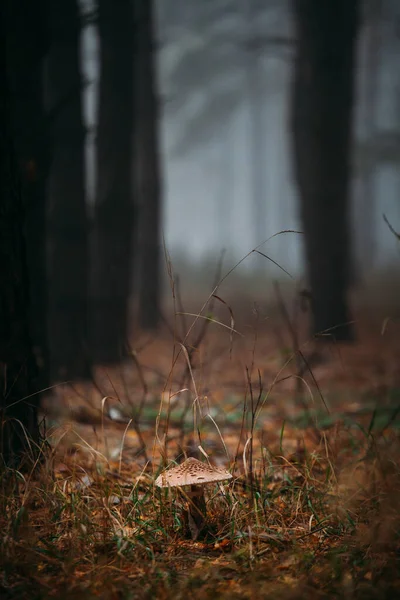 Mushroom in a morning foggy forest on yellow grass. — Stock Photo, Image