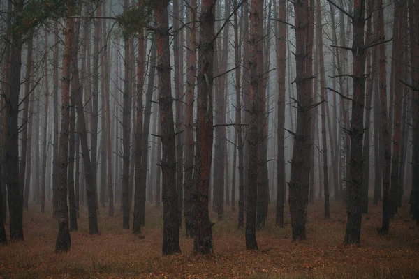 Сосновий туманний ліс. Ранок у природі. Дощ вологий хмарний день. Осінь .. — стокове фото