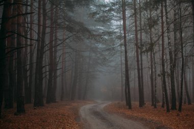 Çam sisli orman. Doğada sabah. Yağmurlu ve bulutlu bir gün. Sonbahar..