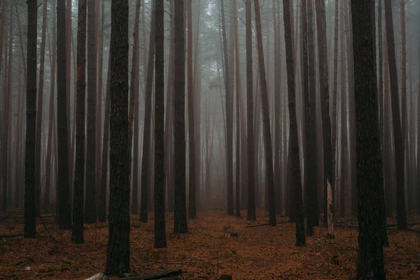 Pine foggy forest. Morning in nature. Rainy wet cloudy day. Autumn.. — Stock Photo, Image
