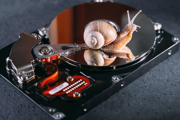 Snail on the hard drive. Slow memory. Old computer hardware.