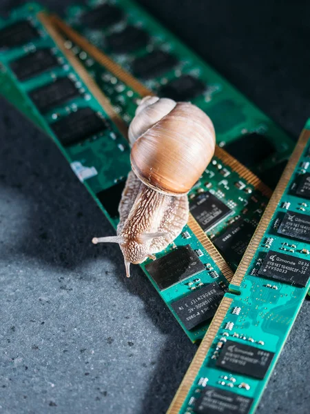 Snigel Ram Plattorna Gamla Föråldrade Minnen Långsamt Ram Datorkomponenter Mörk — Stockfoto