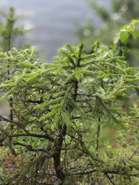 Kleine Boom Klif — Stockfoto