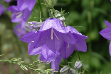 Orman çiçekleri mavi çan. Ukrayna 'da, Mayıs ormanında sabah fotoğraflandı. Çiçekler üzerinde görünür Çiy damlaları.