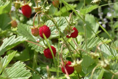Yaban çileği çalılar, kırmızı çilek zaten olgunlaştırıldı. Fotoğraf Ukrayna ormanında bir Mayıs sabahı çekildi.