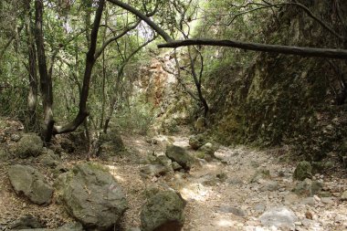 Vahşi bir karışık orman puslu bir kayalık iz