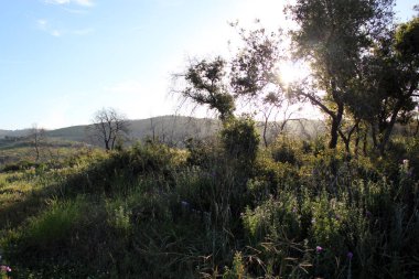 Günbatımı bir vahşi yeşil çayır üzerinde
