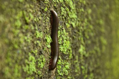 Yosunlu yüzeyinde siyah kırkayak