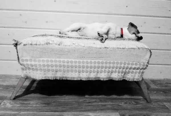 Jack Russell Terrier Play — Zdjęcie stockowe