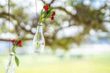 Asılı bir ip bir şişe Kazablanka, Chile Noel sırasında parlak bir görünümde içinde kırmızı gül çiçekler ile şirin bir bahçe süs şaşırtıcı bir bakış