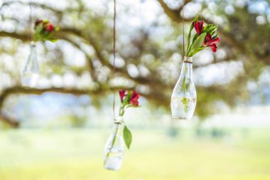 Asılı bir ip bir şişe Kazablanka, Chile Noel sırasında parlak bir görünümde içinde kırmızı gül çiçekler ile şirin bir bahçe süs şaşırtıcı bir bakış