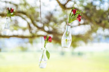 Asılı bir ip bir şişe Kazablanka, Chile Noel sırasında parlak bir görünümde içinde kırmızı gül çiçekler ile şirin bir bahçe süs şaşırtıcı bir bakış