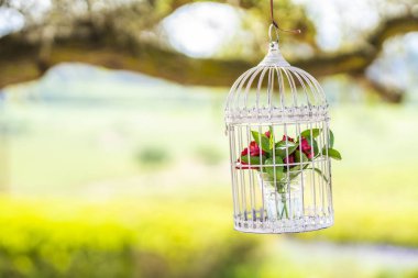 Asılı bir ip Casablanca, Şili, parlak bir görünüm Noel sırasında hapiste içinde kırmızı gül çiçekler ile şirin bir bahçe süs şaşırtıcı bir bakış