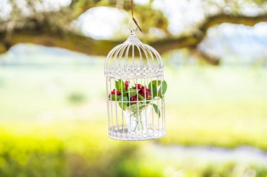 Asılı bir ip Casablanca, Şili, parlak bir görünüm Noel sırasında hapiste içinde kırmızı gül çiçekler ile şirin bir bahçe süs şaşırtıcı bir bakış