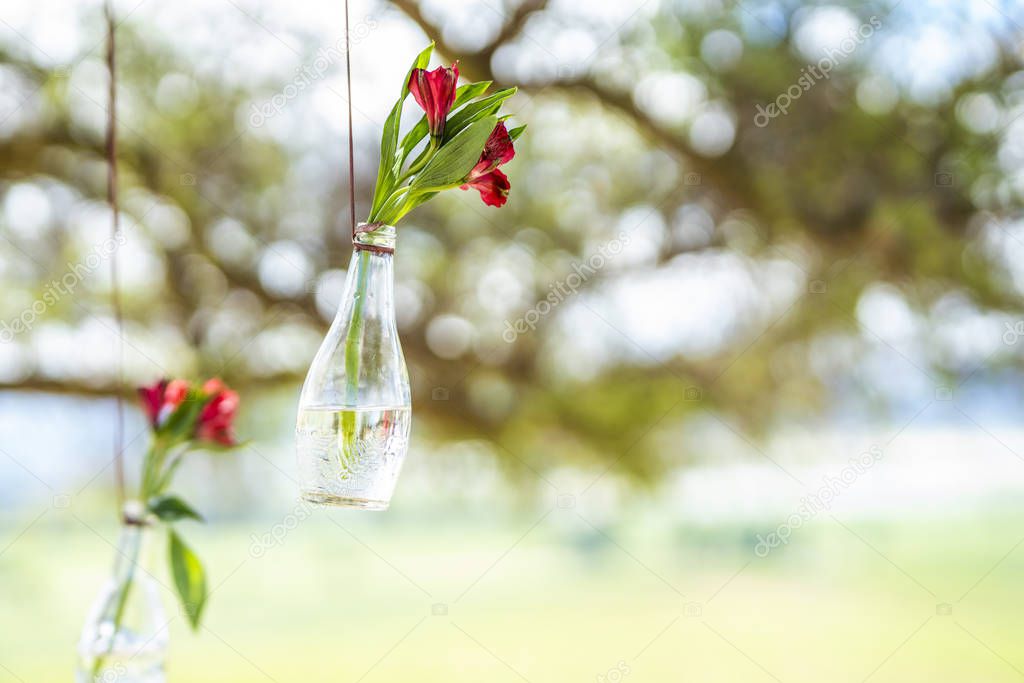 An amazing view of a cute garden ornament with hanging red rose flowers from a rope inside a bottle in a bright view during Christmas at Casablanca, Chile