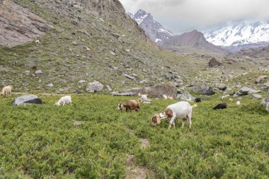 Dağların arasında otlayan keçi manzarası 