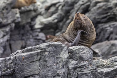 Chanaral Adası'nda Chanaral de Aceituno Atacama Çölü, Şili, yaban hayatı gibi Güney Amerika kürk mühür, güzel bir deniz aslanı görmek için harika bir yerdir. Doğa ve deniz yaşamı bir vahşi çevre üzerindeki.