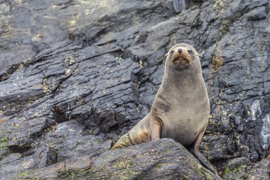 Chanaral Adası'nda Chanaral de Aceituno Atacama Çölü, Şili, yaban hayatı gibi Güney Amerika kürk mühür, güzel bir deniz aslanı görmek için harika bir yerdir. Doğa ve deniz yaşamı bir vahşi çevre üzerindeki.