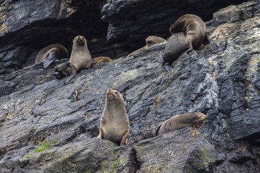 Chanaral Adası'nda Chanaral de Aceituno Atacama Çölü, Şili, yaban hayatı gibi Güney Amerika kürk mühür, güzel bir deniz aslanı görmek için harika bir yerdir. Doğa ve deniz yaşamı bir vahşi çevre üzerindeki.