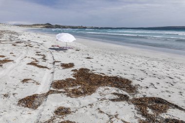 Doğanın tadını çıkarmak için muhteşem bir vahşi ortam tatilcilerin Atacama Çölü Punta de Choros'adlı bir uzak vahşi plajda güneşin keyfini sürerken Pasifik Okyanusu önünde yosun ile beyaz kum plaj