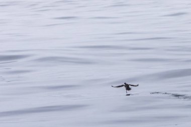 Chanaral Adası Milli Parkı, Pasifik Okyanusu'nun suları kapalı alarak bir harika Perulu dalış kuşu kuş, kuş Atacama Çölü ve sucul yaban hayatı böyle görmek için inanılmaz bir yer tehlikeye attın