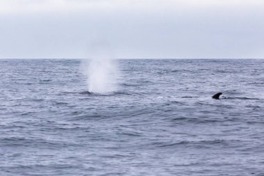İnanılmaz bir Fin Atacama Çölü Chile, balina izlerken ve vahşi bir çevre üzerindeki deniz deniz yaşamı için güzel bir yer önünde Pasifik Okyanusu sularında yüzme balinalar yer doğanın tadını çıkarmak için