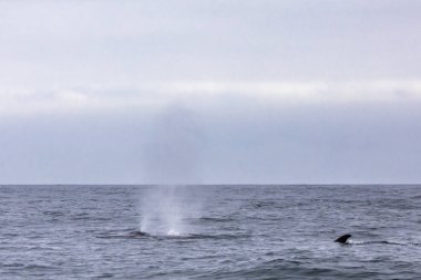 İnanılmaz bir Fin Atacama Çölü Chile, balina izlerken ve vahşi bir çevre üzerindeki deniz deniz yaşamı için güzel bir yer önünde Pasifik Okyanusu sularında yüzme balinalar yer doğanın tadını çıkarmak için