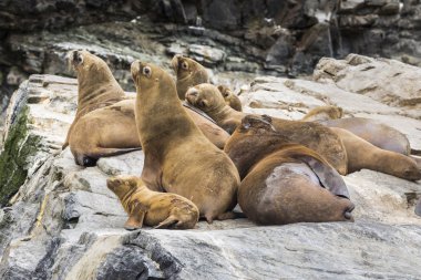 Chanaral Adası'nda Chanaral de Aceituno Atacama Çölü, Şili, yabani hayvanlar ve bitkiler sealions ve balinalar gibi görmek için harika bir yerdir
