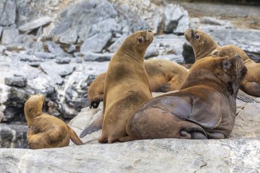 Chanaral Adası'nda Chanaral de Aceituno Atacama Çölü, Şili, yabani hayvanlar ve bitkiler sealions ve balinalar gibi görmek için harika bir yerdir
