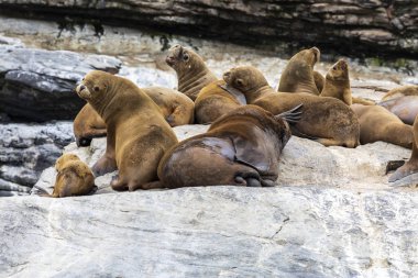 Chanaral Adası'nda Chanaral de Aceituno Atacama Çölü, Şili, yabani hayvanlar ve bitkiler sealions ve balinalar gibi görmek için harika bir yerdir