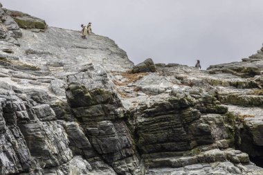Humboldt penguenler kayalarda aşağı gidiyor bir grup Chanaral, balıkçılık ada için inanılmaz bir Şili Milli Parklar içinde inanılmaz bir yaban hayatı ortamda nerede zevk doğa ve su yaban hayatı