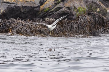 Chanaral Adası Atacama Çölü, Şili, Mariner su samuru gibi yaban hayatı görmek için harika bir yer var. Burada nasıl gıdalardan deniz su samuru pençeler, Chaaral de Aceituno çalmak bir martı görüyoruz