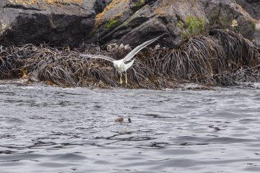 Chanaral Adası Atacama Çölü, Şili, Mariner su samuru gibi yaban hayatı görmek için harika bir yer var. Burada nasıl gıdalardan deniz su samuru pençeler, Chaaral de Aceituno çalmak bir martı görüyoruz