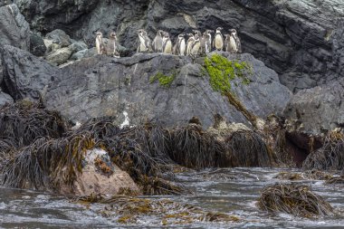 A group of Humboldt penguins going down in the rocks for fishing at Chanaral Island an incredible an amazing wildlife environment inside Chilean national parks where enjoy nature and aquatic wildlife clipart