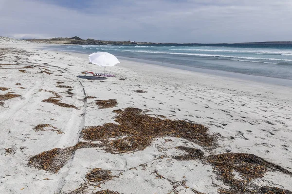 Doğanın tadını çıkarmak için muhteşem bir vahşi ortam tatilcilerin Atacama Çölü Punta de Choros'adlı bir uzak vahşi plajda güneşin keyfini sürerken Pasifik Okyanusu önünde yosun ile beyaz kum plaj
