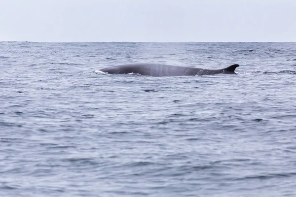 Fin whales swimming in the waters of the Pacific Ocean in front of Atacama Desert at Chile, a nice place for Whale Watching and marine sea life on a wild environment, an amazing place to enjoy nature