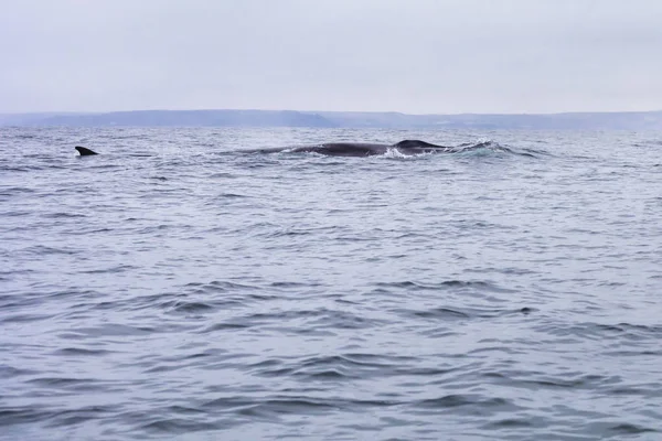 Ballenas Aleta Nadando Las Aguas Del Océano Pacífico Frente Desierto —  Fotos de Stock