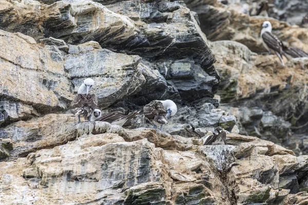 Peruvian Booby Bird Family Cliff Chanaral Island National Park North — Stock Photo, Image