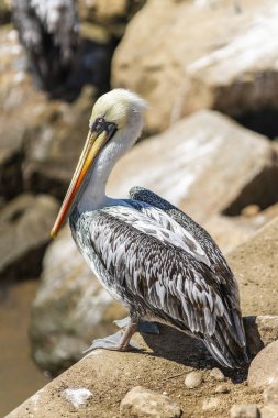 Pasifik Okyanusu 'nun önünde balık bekleyen kayaların üzerinde duran bir pelikan sürüsü ve yaban hayatı için harika bir yer ve özellikle deniz kıyısını izleyen kuş sürüsü, Constitucion, Şili