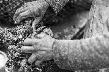 Balıkçı sahildeki çamurdan kabuğu temizliyor, yakın görüş 